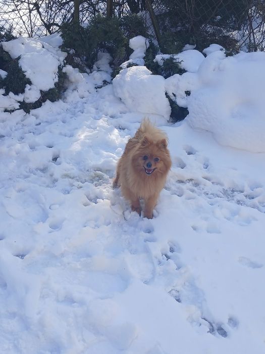 Szpic Niemiecki śliczna suczka