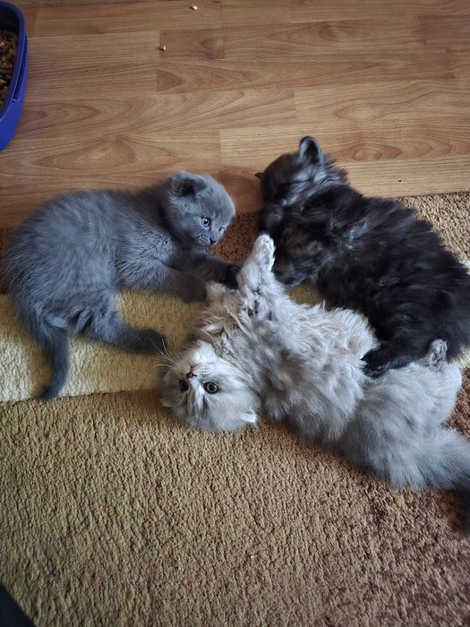 Шотландські кошенята