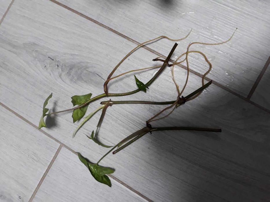 Cингониум      v