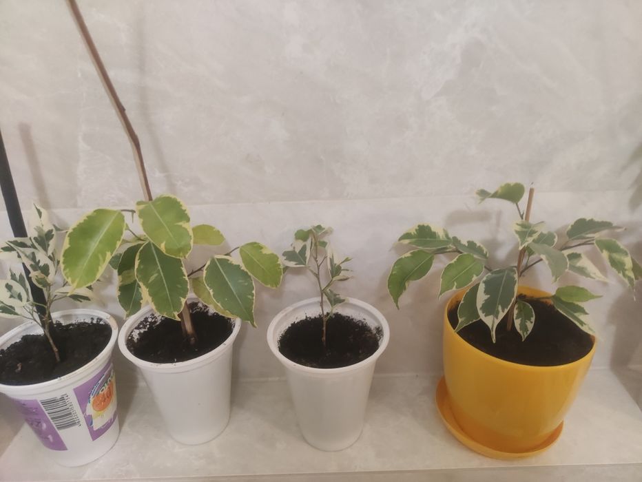 Мирт фіалки фікуси вазони кімнатні корисні очищувачі повітря