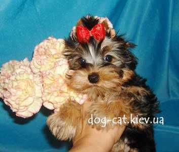 Чудесный йорки мальчик. Светленький! Киев.