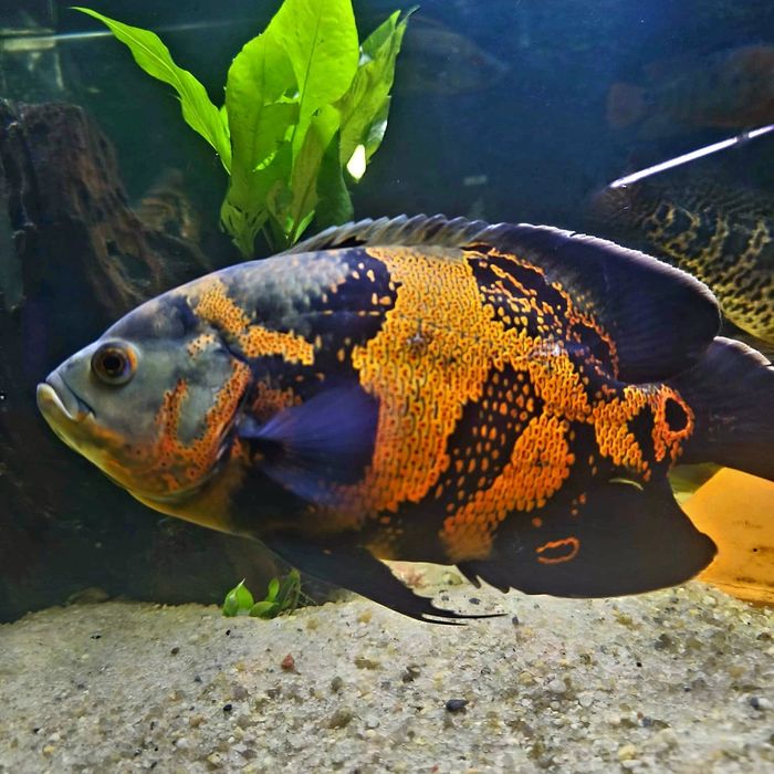 Vendo oscares ( Astronotus ocellatus)
Astronotus ocellatus