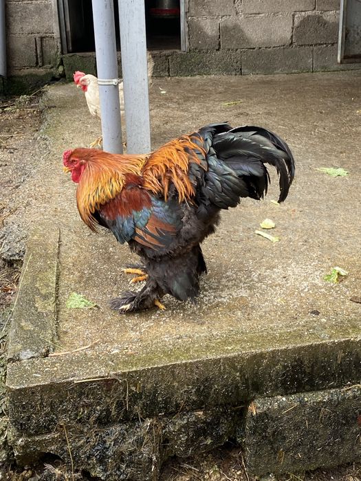 Ovos de brahamas e indio gigante