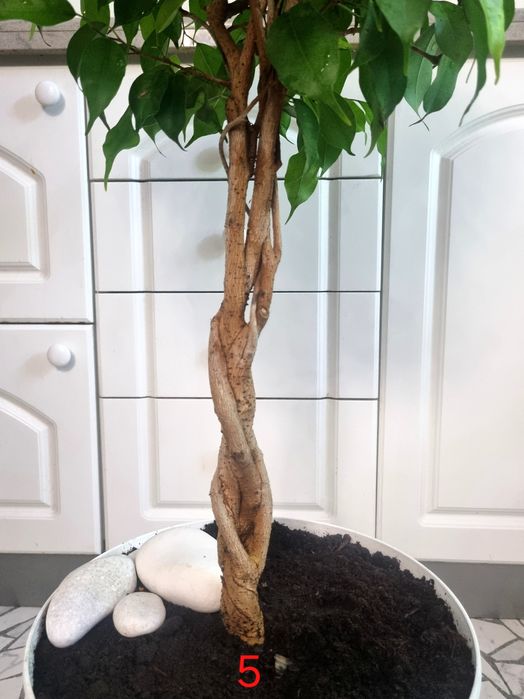 Дизайнерський фікус бонсай