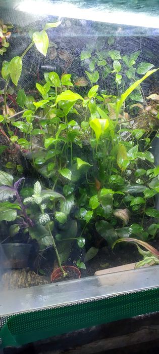 Automatyczny zraszacz do terarium