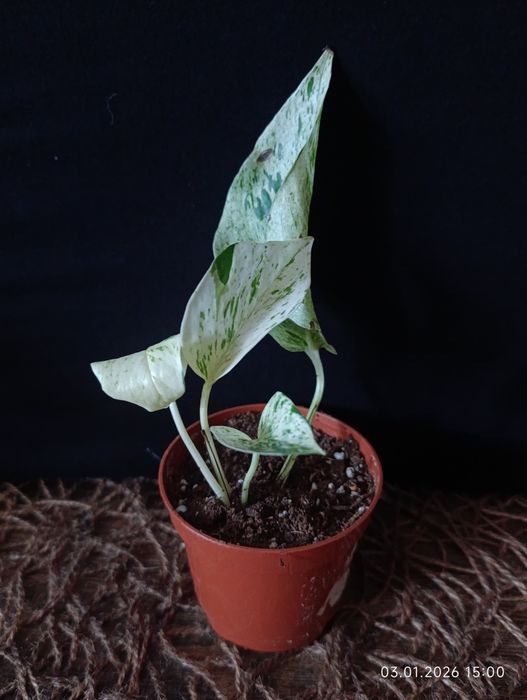 Епіпремнум "Snow Leopard"