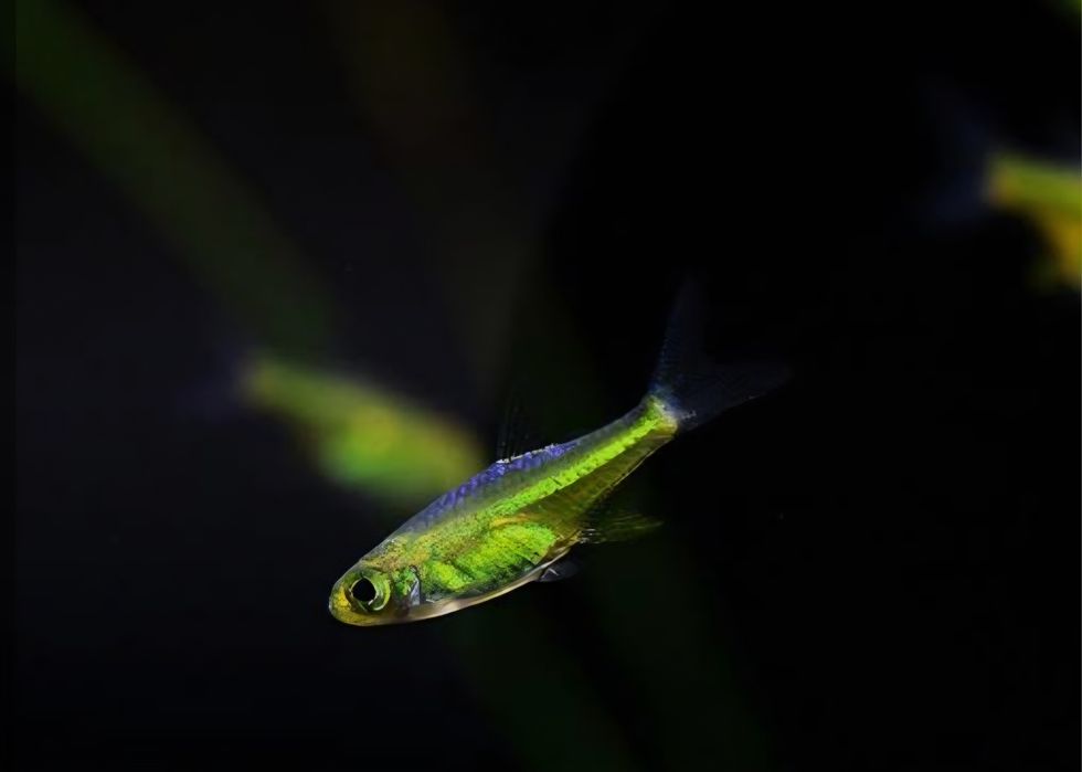 Razbora kubotai/ microdevario kubotai
