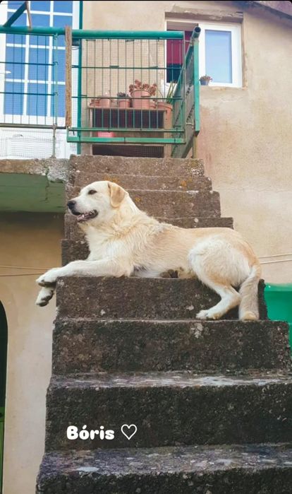 Cão de porte grande