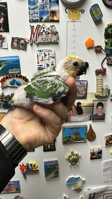 Aratinga Jandaya para terminar de criar a mao