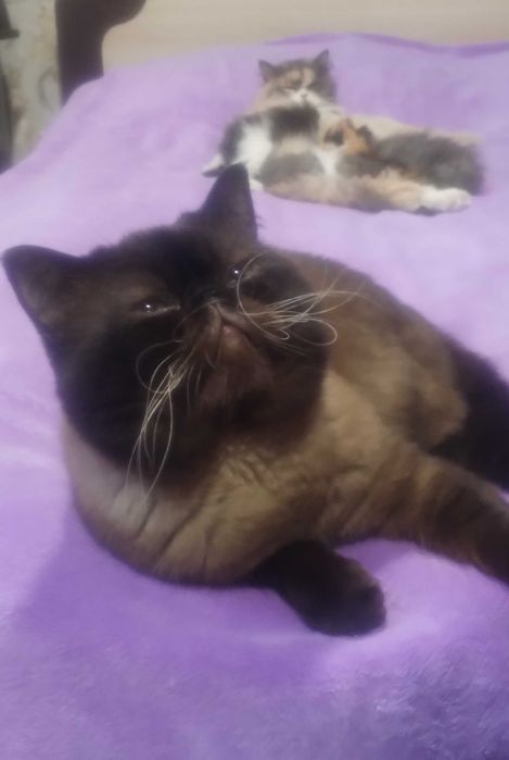 Продам кота-екзота