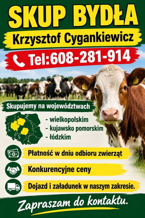 Skup bydła rzeźnego.Byk krowa jałówka.PŁATNOŚĆ GOTÓWKĄ.