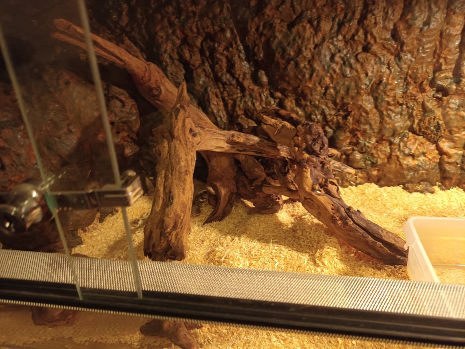 Wąż zbożowy amelanistic razem z terrarium