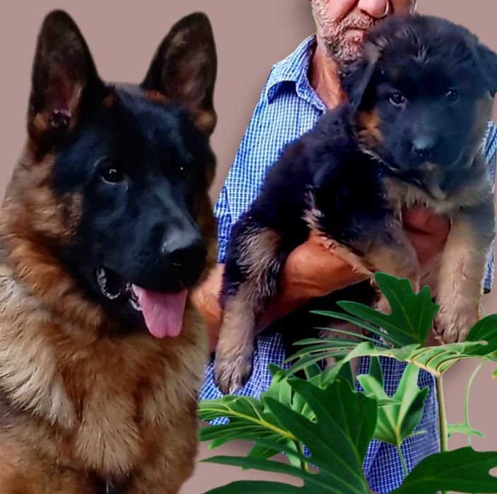 Роскошные малыши с документами.