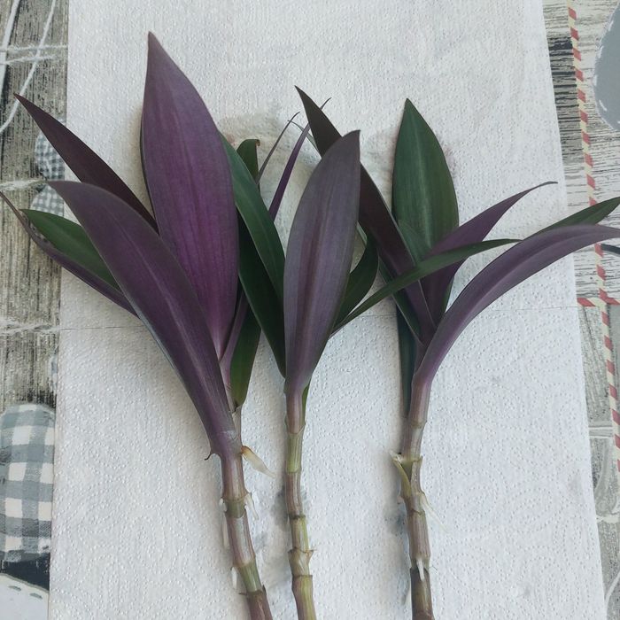 Reo meksykanskie , trzykrotka.