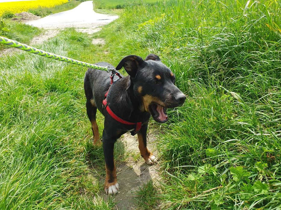 Roczny, przyjazny Pikselek do adopcji