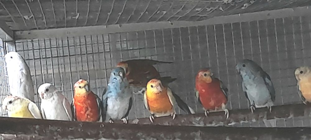 Red  Rumped  2026