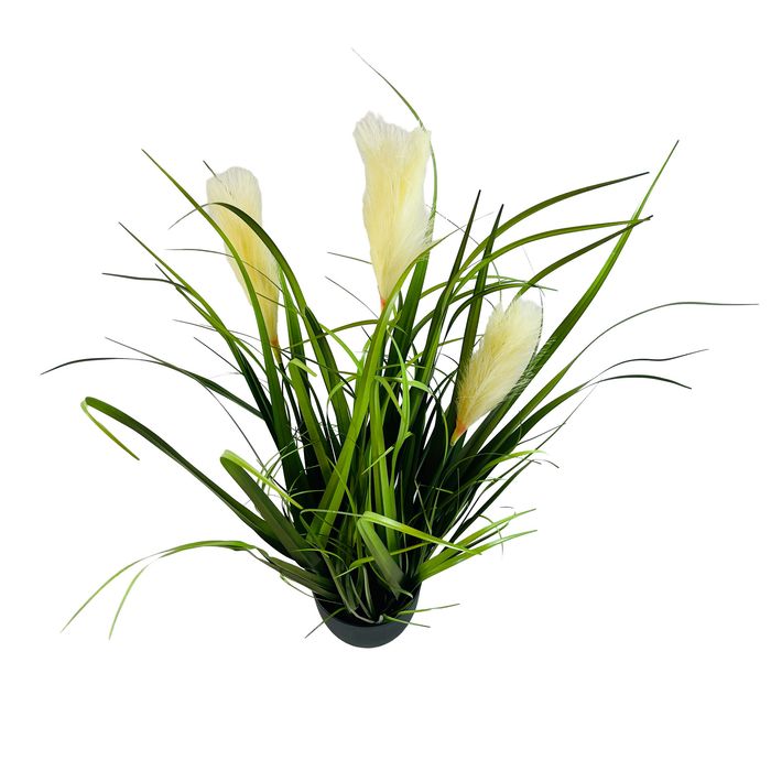 Trawa pampasowa premium – elegancka dekoracja do wnętrz