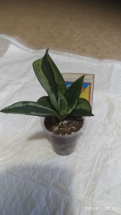 Сансивиерия - Муншайн Блек Бразиліан мутан
