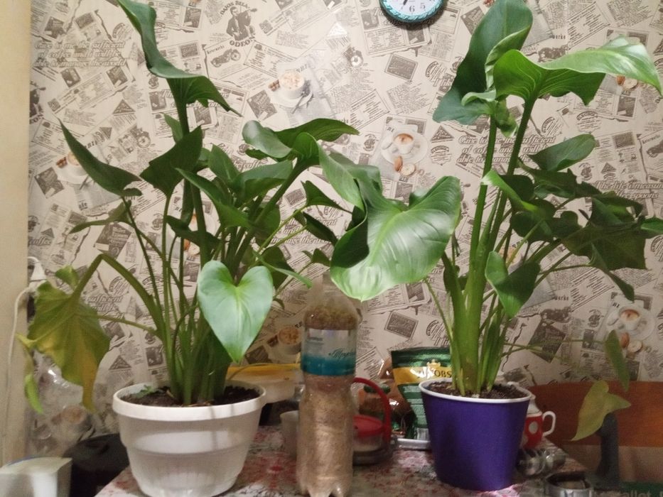 Квітка Калла, кімнатна,