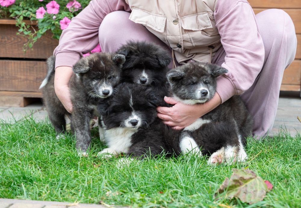 Akita Inu rodowód FCI/ ZKwP długowłosy piesek