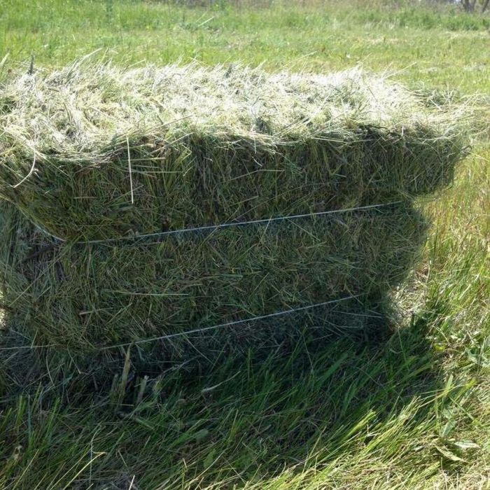 Сено и солома (сено разнотравье)