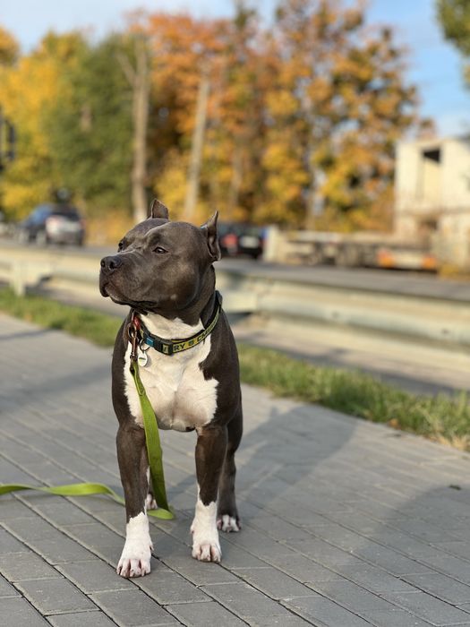 Вʼязка Амстафф.