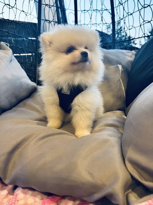 piesek mini pomeranian mis