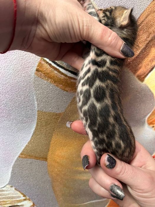 Котята с документами!