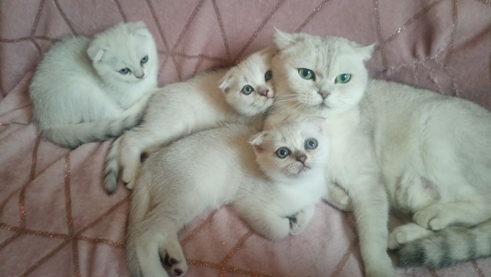 Котята серебристой шиншиллы