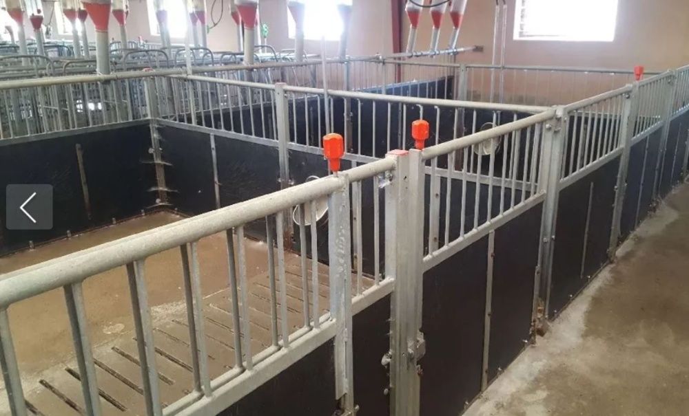 Przegrody Kojce Zbiorowe Dla Macior Świń Bardzo Ładne Solidne Barierki