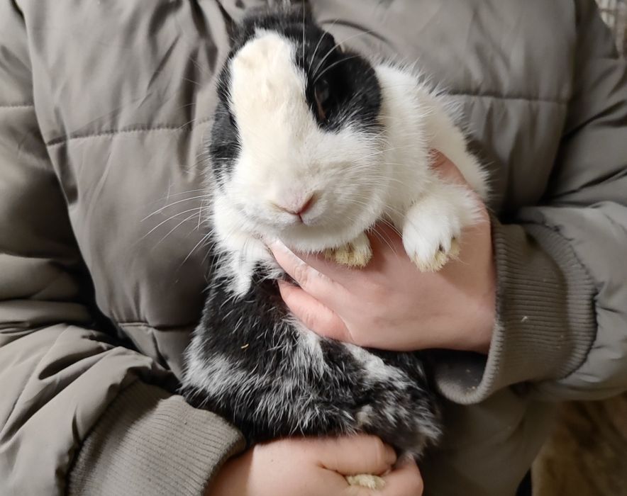 Króliczek miniaturka samiczka szuka domu