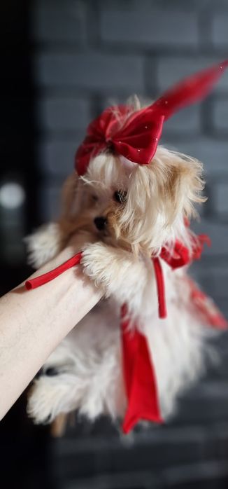 Мальтезе,  мікро,дівчинка