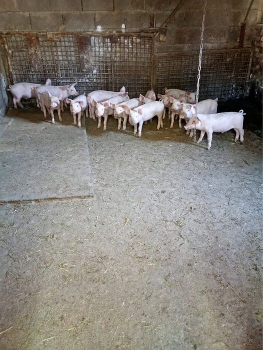 Продам поросят велика біла