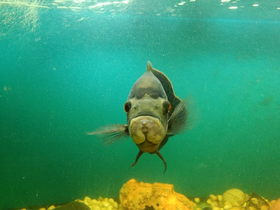 Астронотус (голубой оскар)