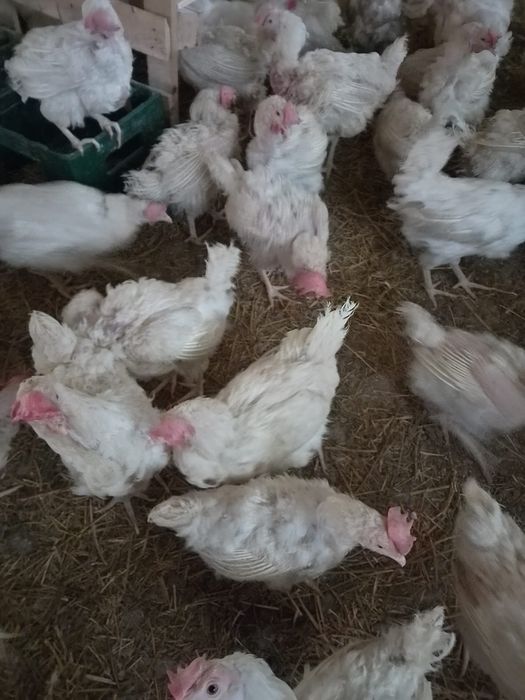 Продам Кури несушки