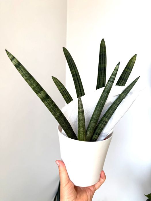 Сансевиерия Клеопатра, Black Gold, Whitney, Тиара, Лауренти