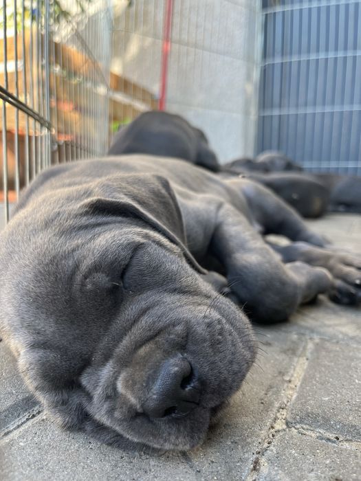 Cane Corso Italiano