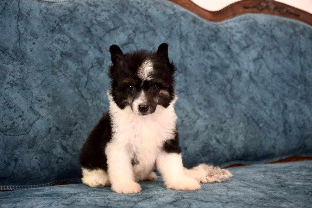Chinese Crested Dog - Variedade com pelo