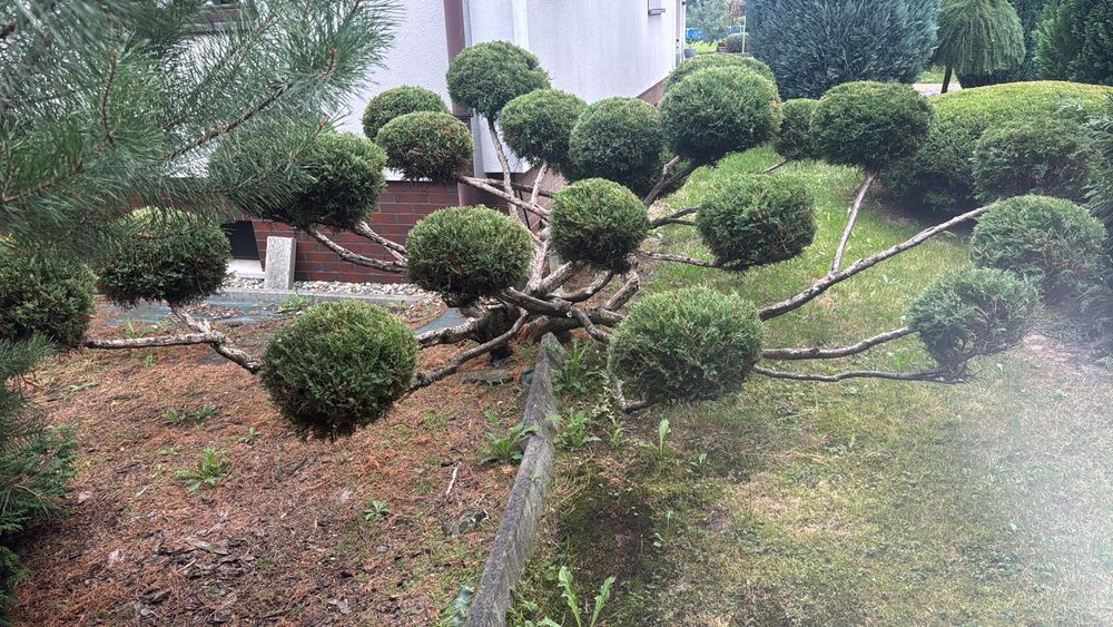Profesjonalne Formowanie Niwaki Bonsai-Chmury, Kule, Żywopłoty