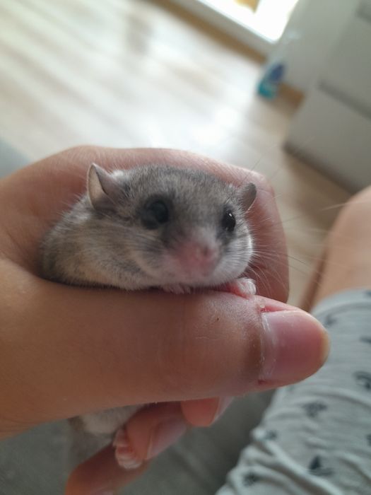 Popielice afrykańskie