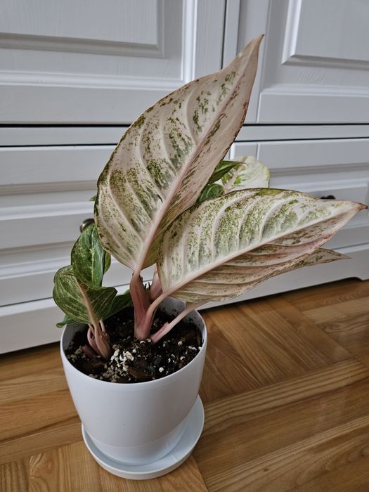 Aglanonema chartreuse pręty frozen