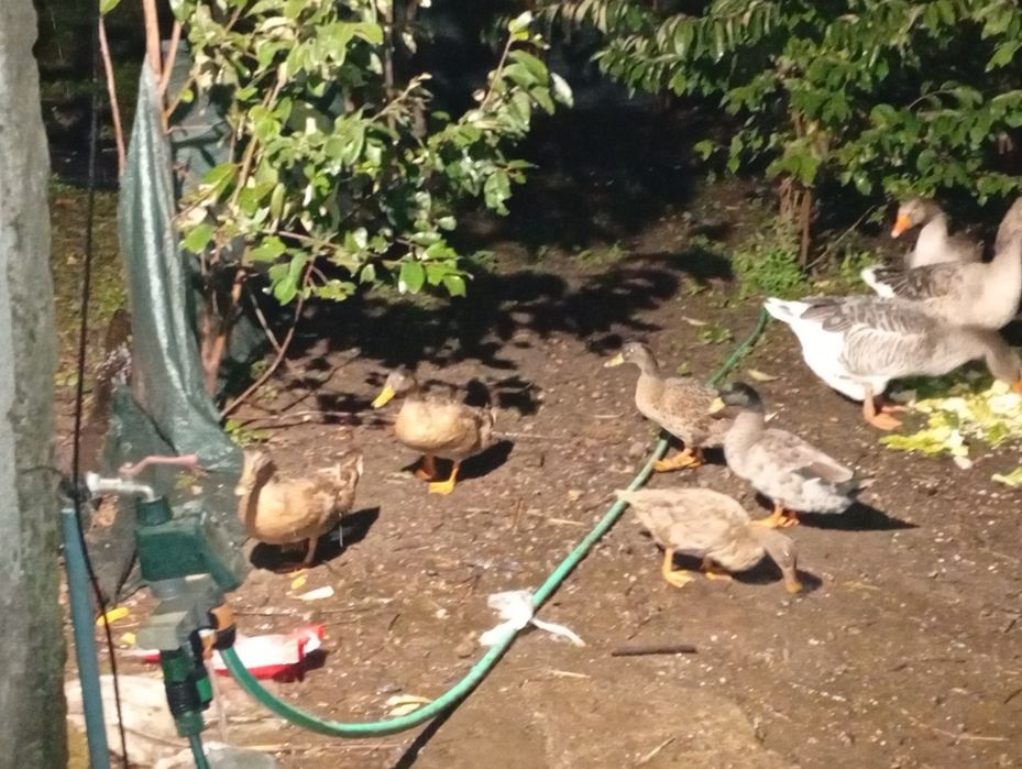 Gansos patos reais galinhas da Ângola