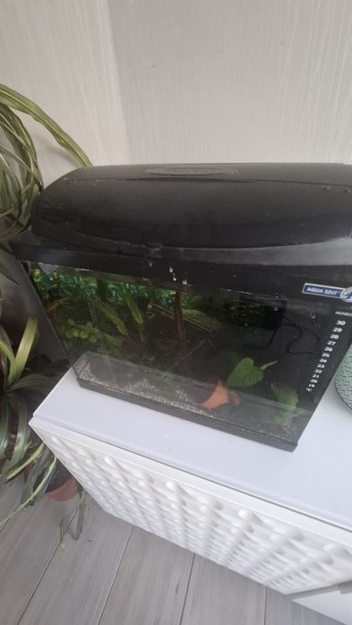 Aquarios peixes com extras