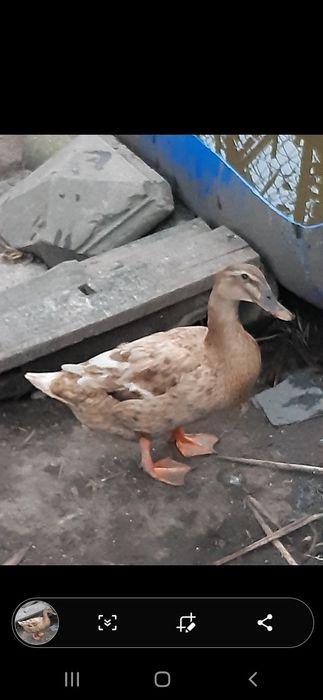 Vendo patos diversos (mistos)