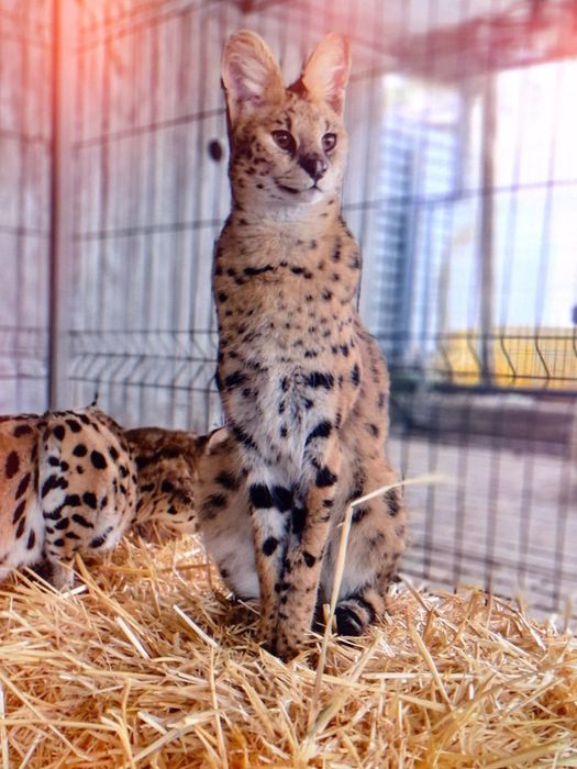 Кошенята савана ф1