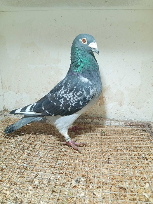 16.Gołębie pocztowe. Samiec Belgia 2020. Rodowód.