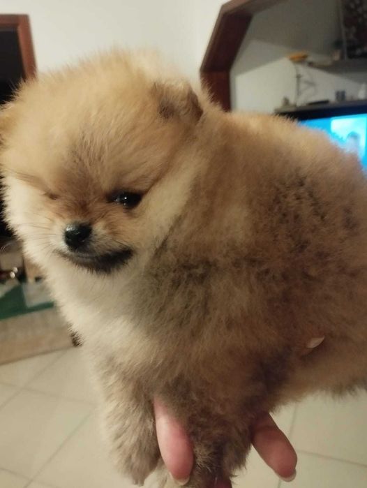 Spitz alemão anão (Fêmea)