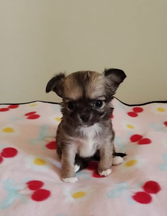 Chihuahua suczka
