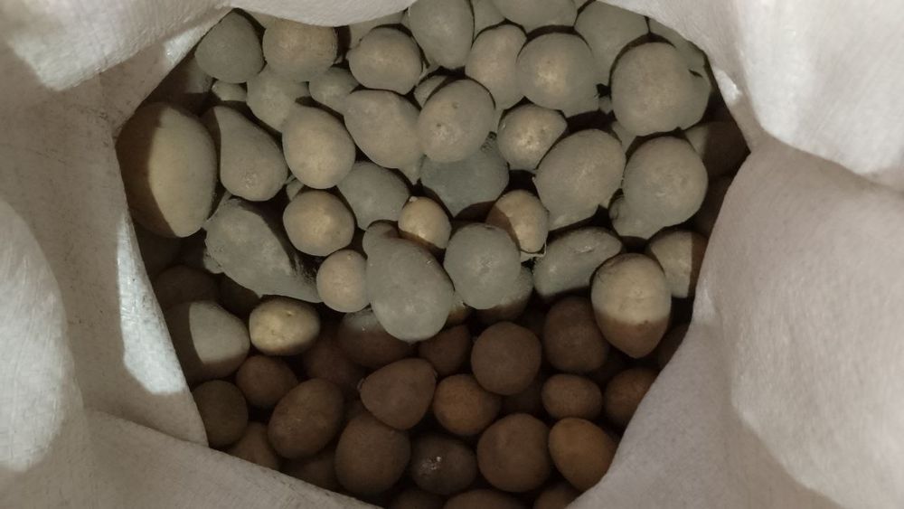 Картопля дрібна на корм