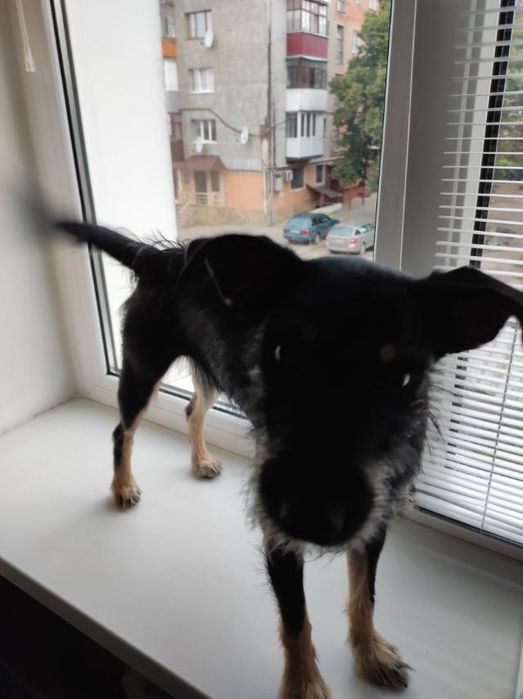 В добрі руки, песик для приватного будинку